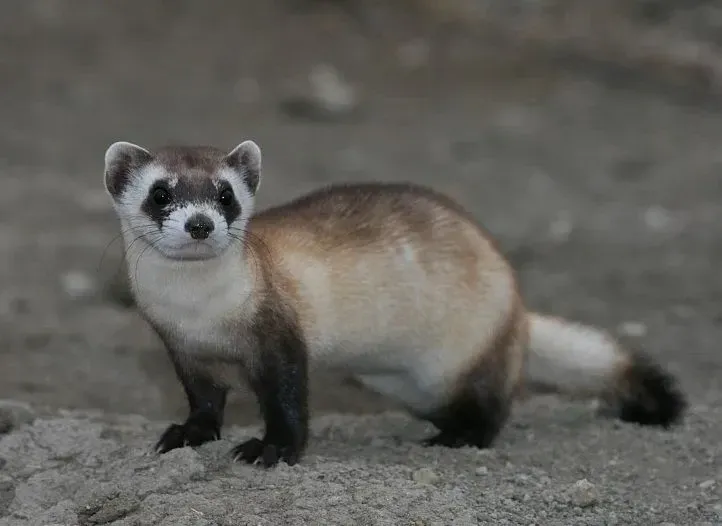 Black-footed Ferret facts are interesting as well as educational.
