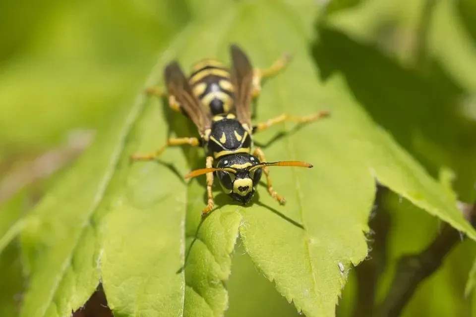 A yellow jacket wasp is yellow and black in color with stripes.