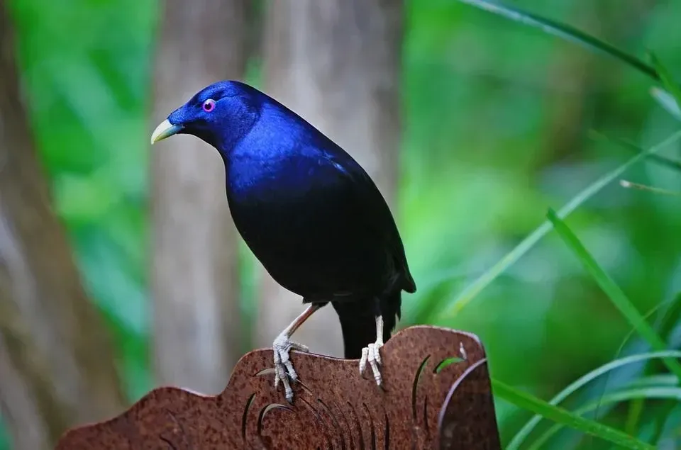 Bowerbirds are adorable brightly colored creatures with impressive artistic and architectural skills.