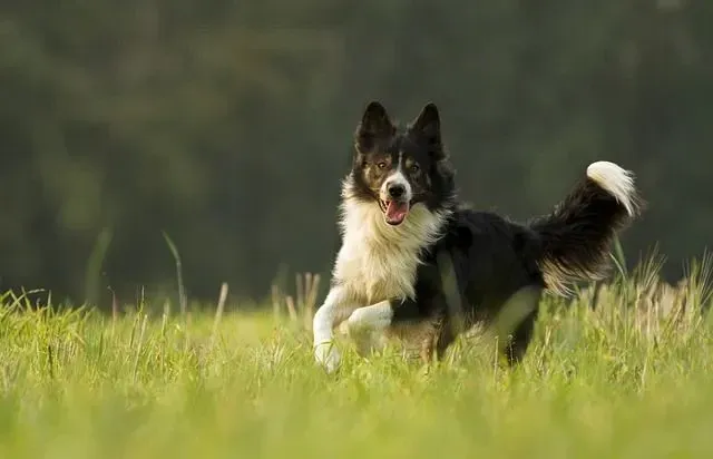 English Shepherd pictures are very heartwarming to see