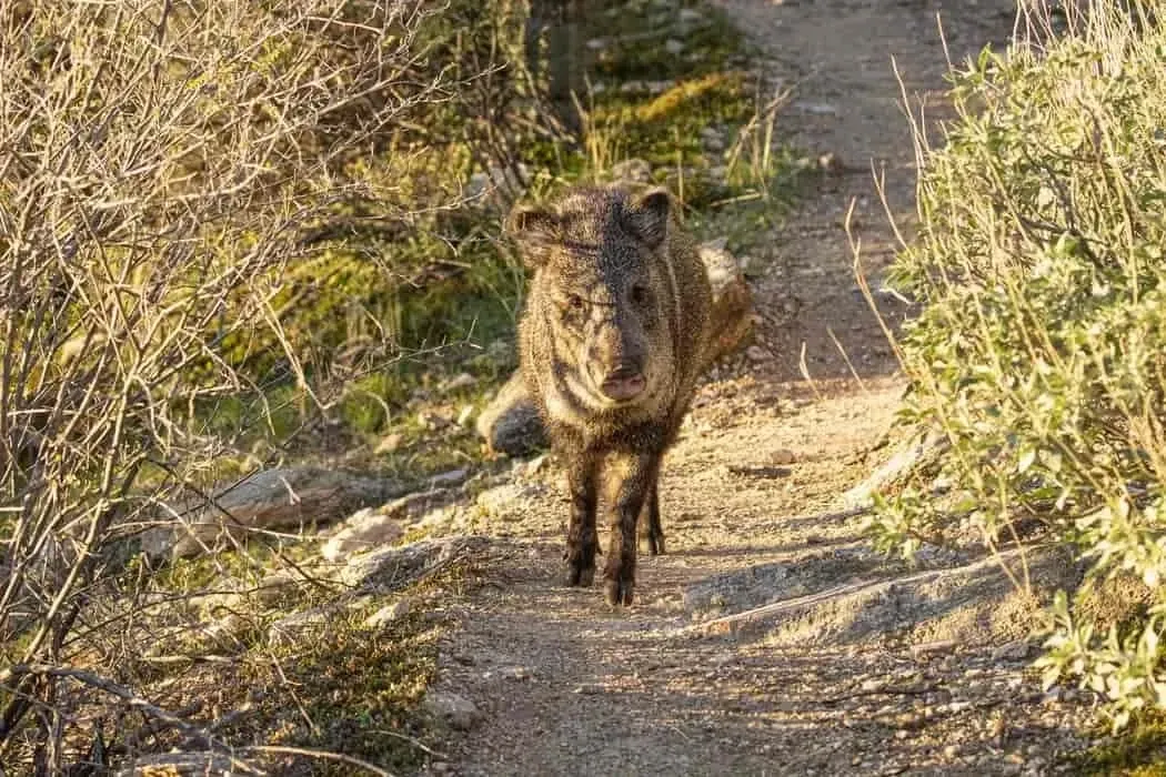 Female Collared Peccaries leave the herd to give birth alone