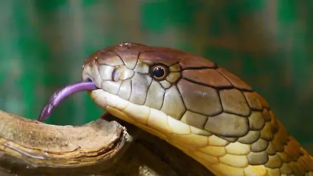 King cobra's appearance and reputation make them look all the more aggressive