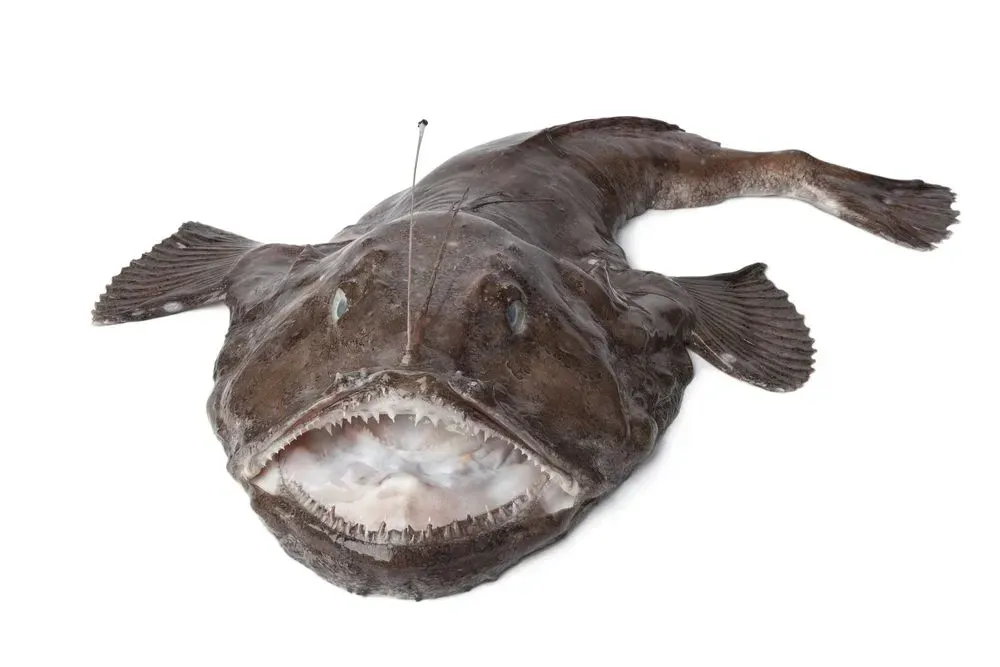 A monkfish has pointy teeth.