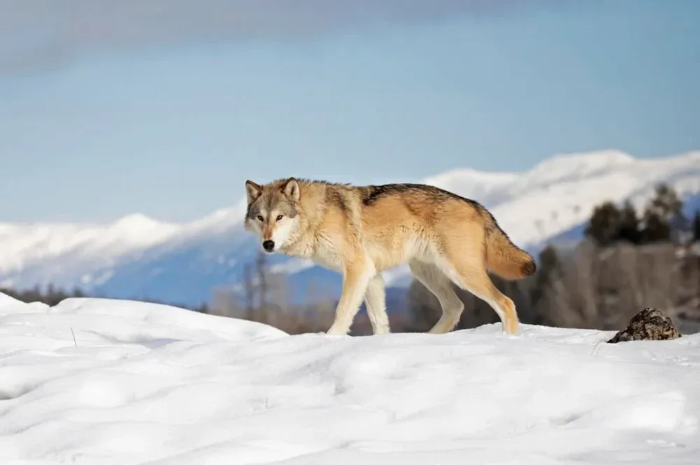 A tundra wolf has a thick fur adapted for living in cold regions in north America and Europe.