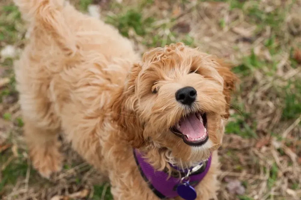 A mini labradoodle has straight and curled fur.