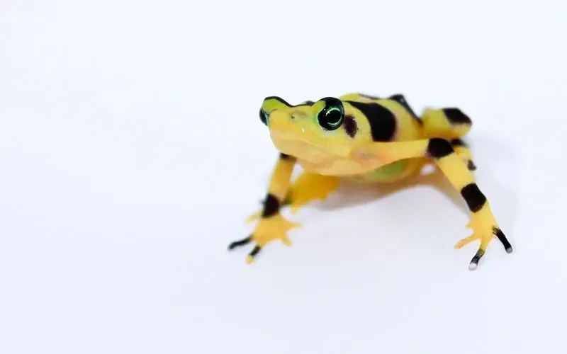 A Panamanian golden frog is yellow in color with black spots on it.