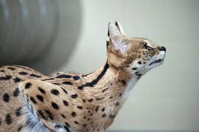 Servals are considered the largest in the cat family