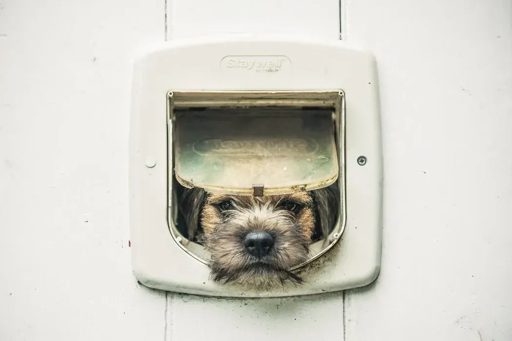 Border terriers are not at all like other small terrier dogs.