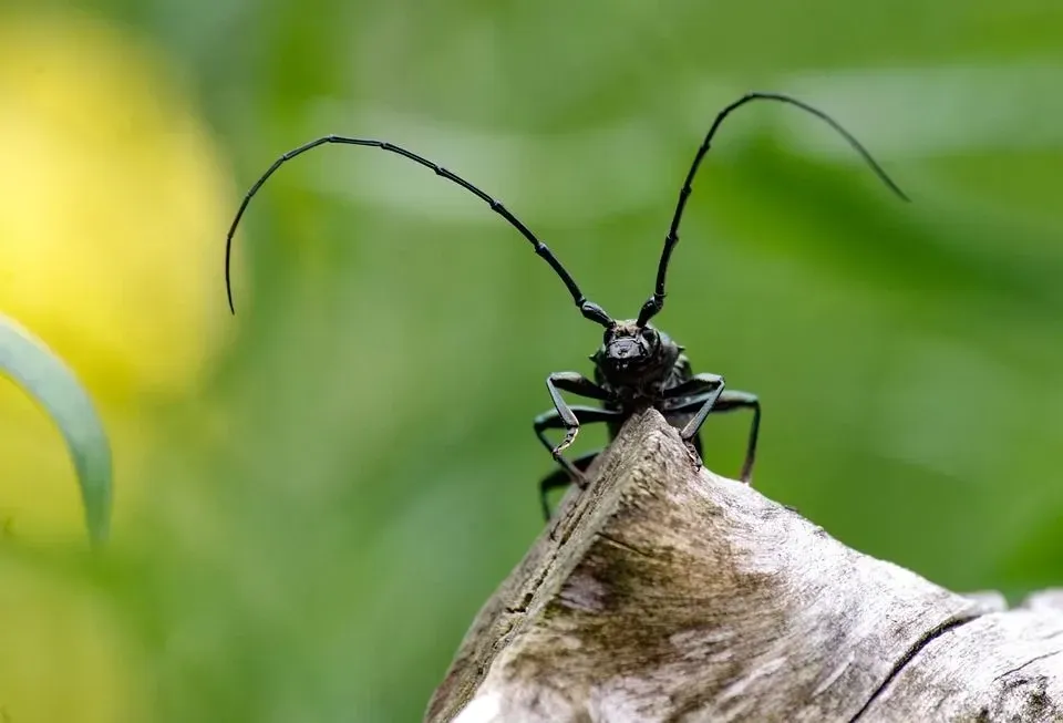 Longhorn beetles eat plant and plant-based matter.