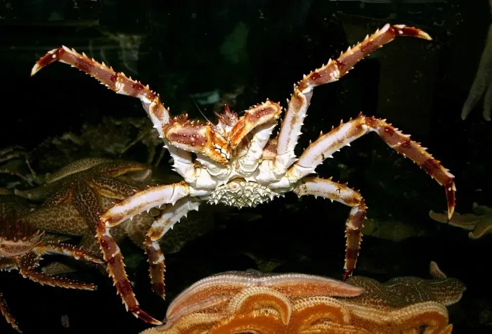 Facts and information on Red King Crab, Alaskan King Crab, and other related crabs are interesting.