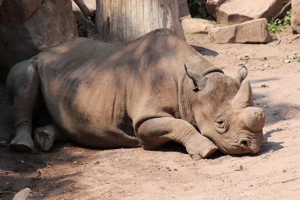 Black rhinos populations are Critically Endangered due to poaching.