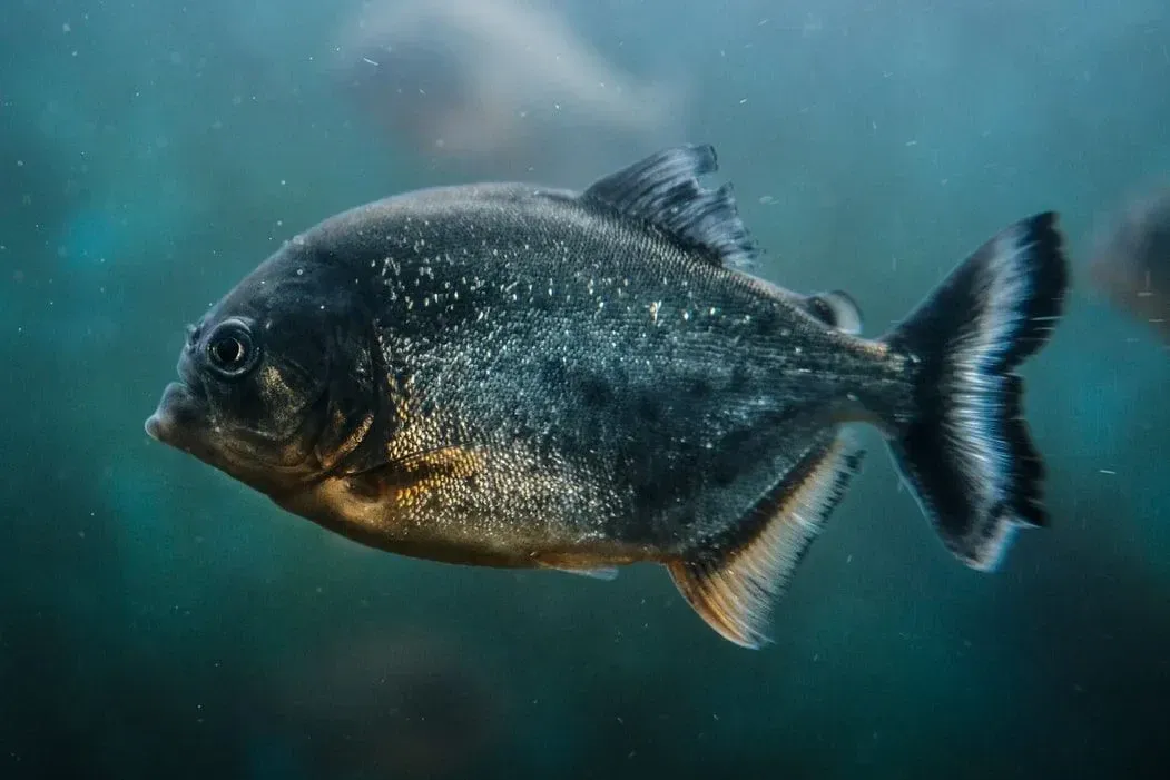 Fun Piranha Fish Facts For Kids Kidadl