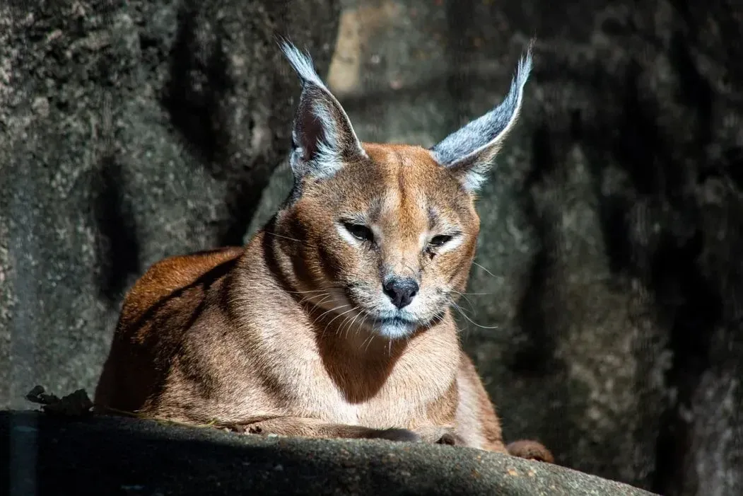Caracal facts and information are exciting!