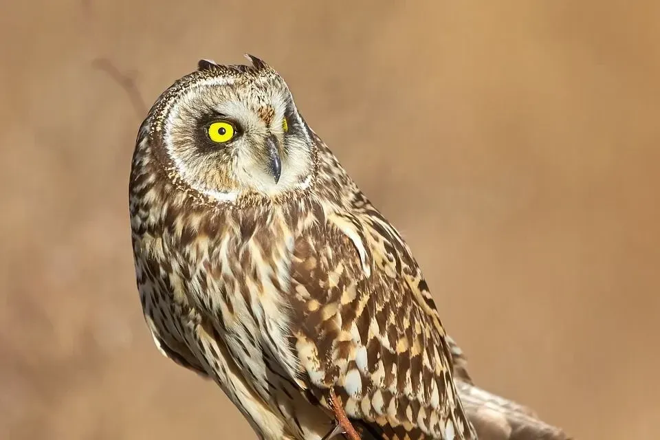 Short-Eared Owl family is widespread throughout the world.
