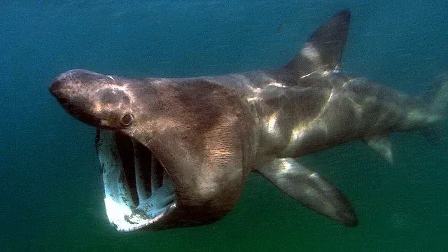 Basking sharks are very passive by nature.
