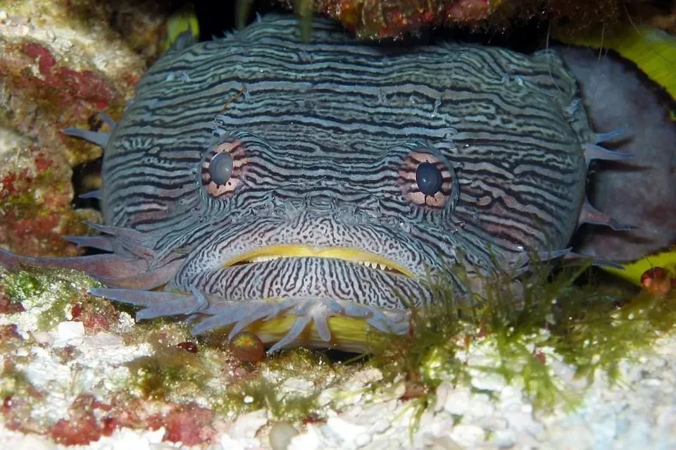 The oyster toadfish is a fish that lives deep within reefs.