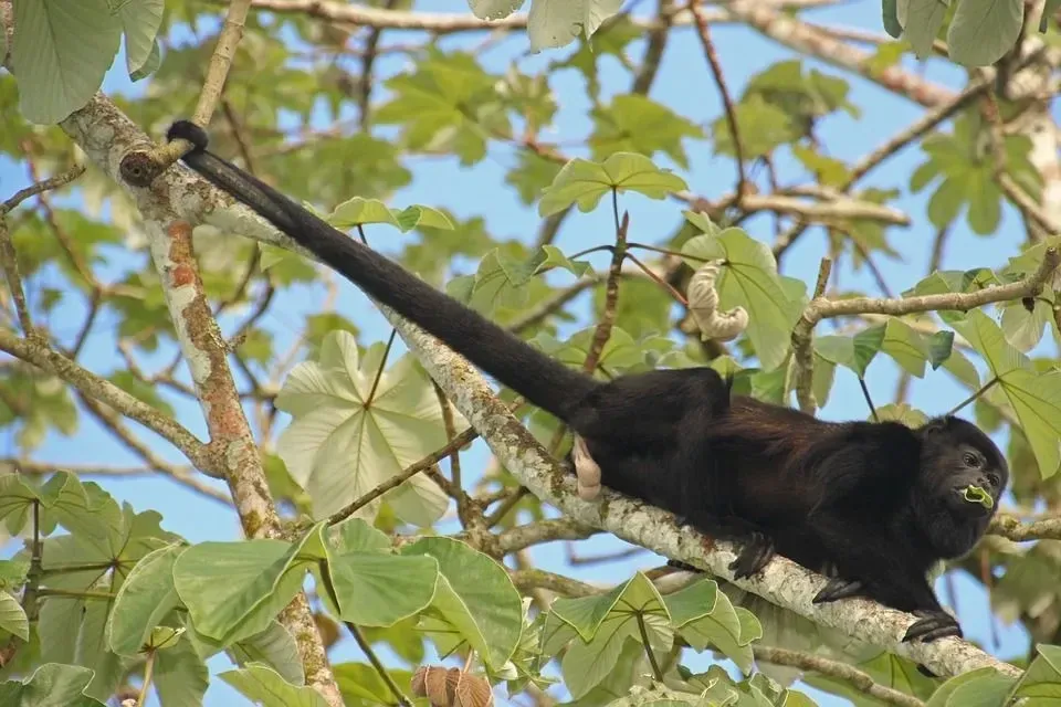 The howler monkey scream can be heard up to 4.8 km away.