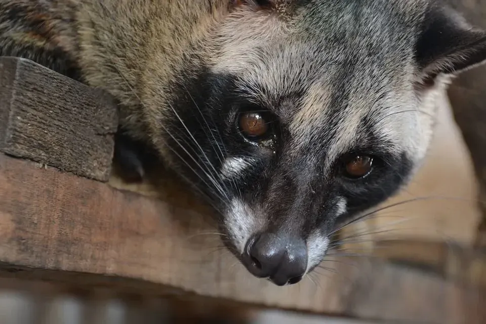 Malayan civets have a long tail that has black bands on it and helps them to remain camouflaged.