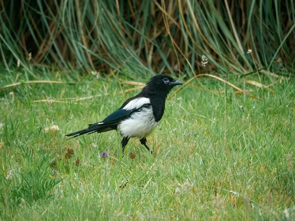 The tail of a magpie is almost its body's length.