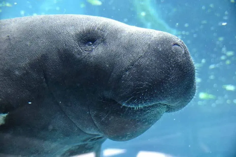 The West Indian manatee loves to eat aquatic plants as they mostly live in water.