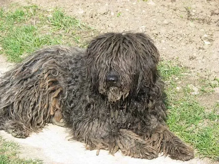 The corded coat is one of the most intriguing facts about the puli dog. 
