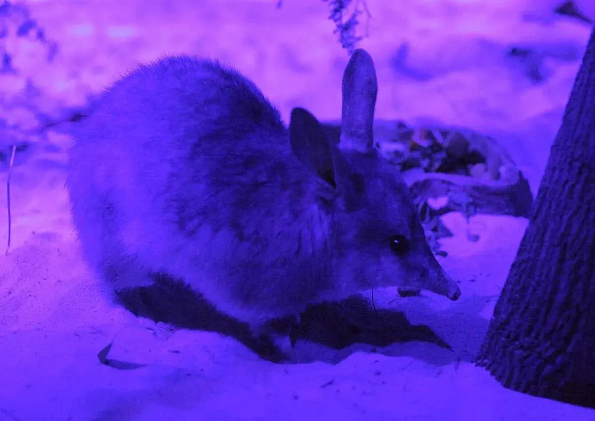 Greater Bilby life cycle interesting facts