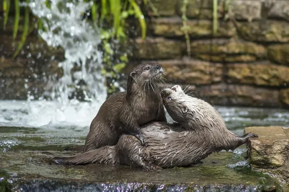 A Eurasian otter is also known as an 'old-world otter' and they are semiaquatic mammals native to Eurasia.