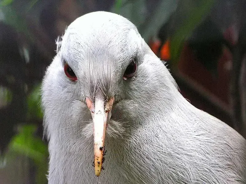 Kagus are flightless birds with grey white feathers and long red legs and bill.