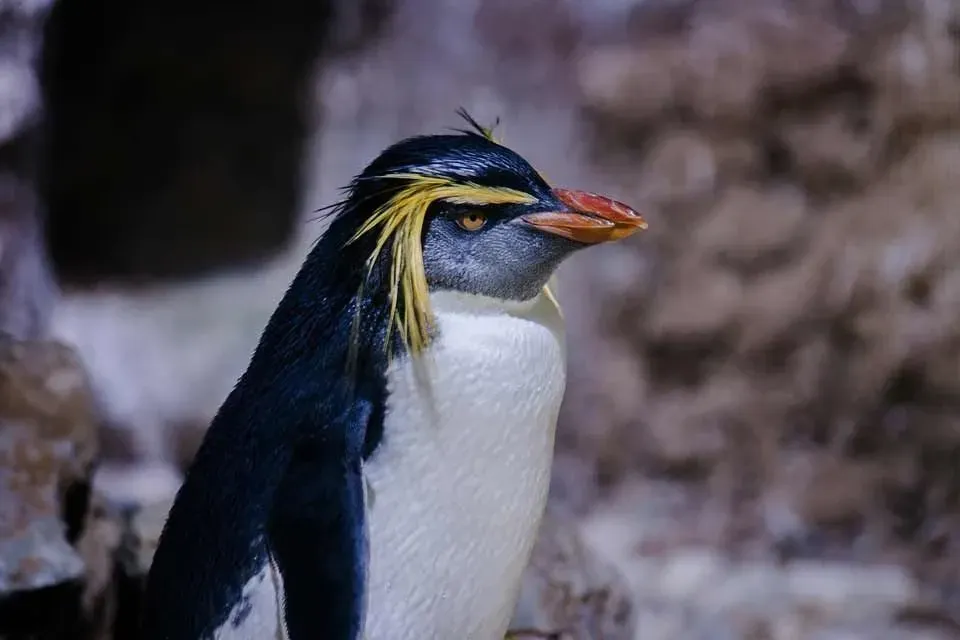Macaroni penguins live near the sea in rocky areas.