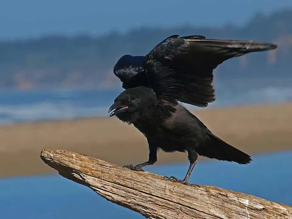 There are many crows that resemble the Hawaiian crow, but this bird is known for its thicker beak and slicker feathers.