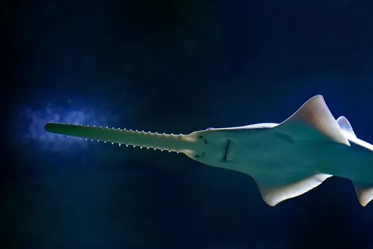 Amazing smalltooth Sawfish facts for kids.