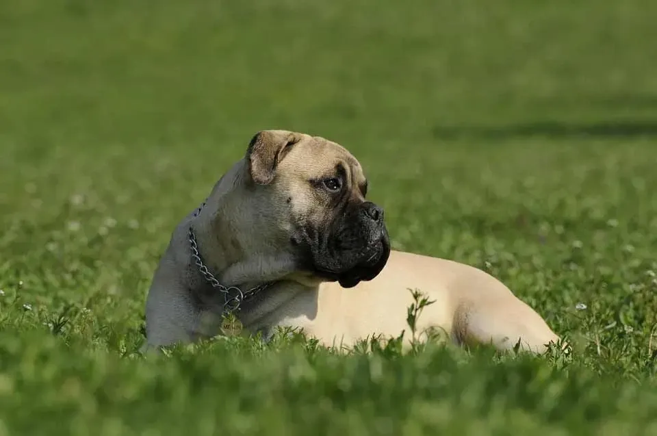 Bullmastiffs facts are educational for pet enthusiasts.