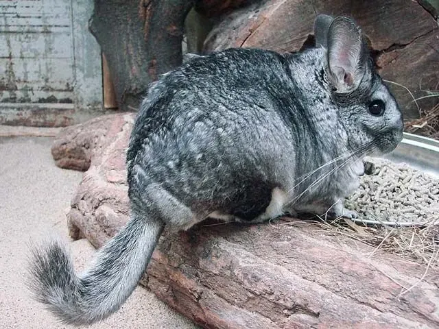 Chinchilla facts help to keep good care of pets