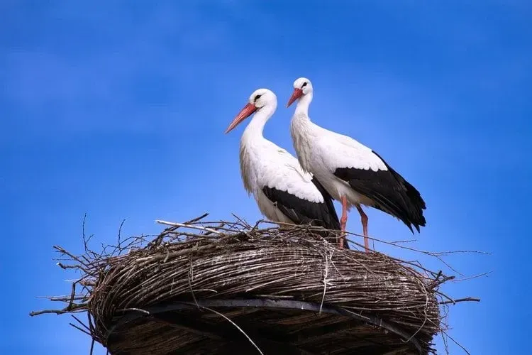 A Stork has black and white feathers.