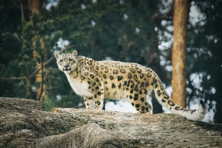 A Snow Leopard has black markings on its body.