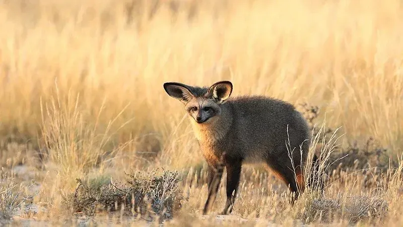 Most of the bat-eared fox's diet consists of small invertebrates like ants, termites, spiders, scorpions, etc.