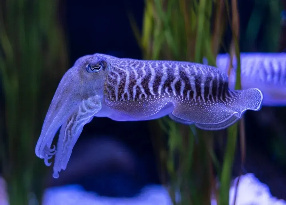 Cuttlefish is a color-changing species.