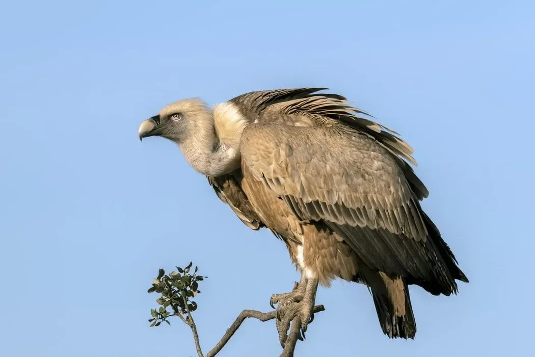 Fun facts about the New and Old World vulture are amazing!