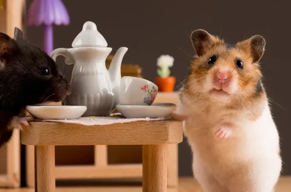 A hamster is known to have a short tail.