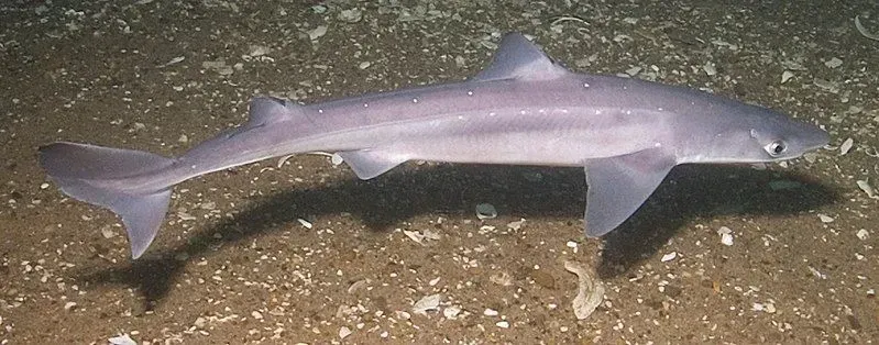 Spiny dogfish shark facts tell us that they are known to have the longest gestation period	 of any vertebrates at about 24 months.