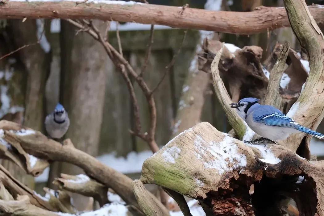 Blue jay bird facts about their habitat, behavior, nest and voice range are very informative.
