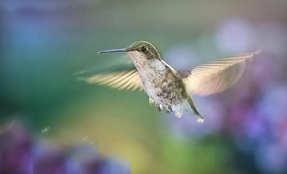 A hummingbird has metallic shades all over its body.