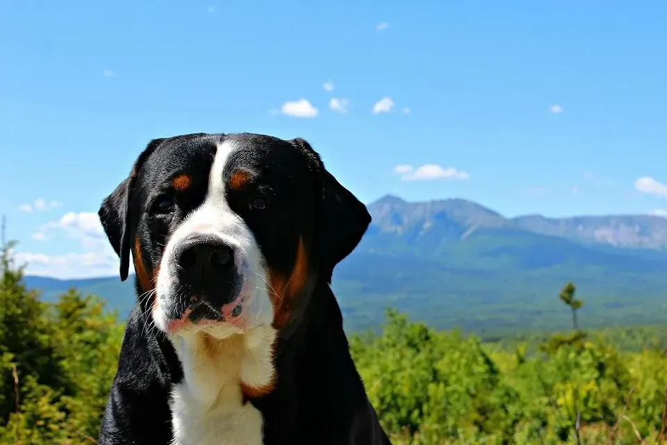 Greater Swiss Mountain Dogs are also called Grand Bouvier Suisse in French