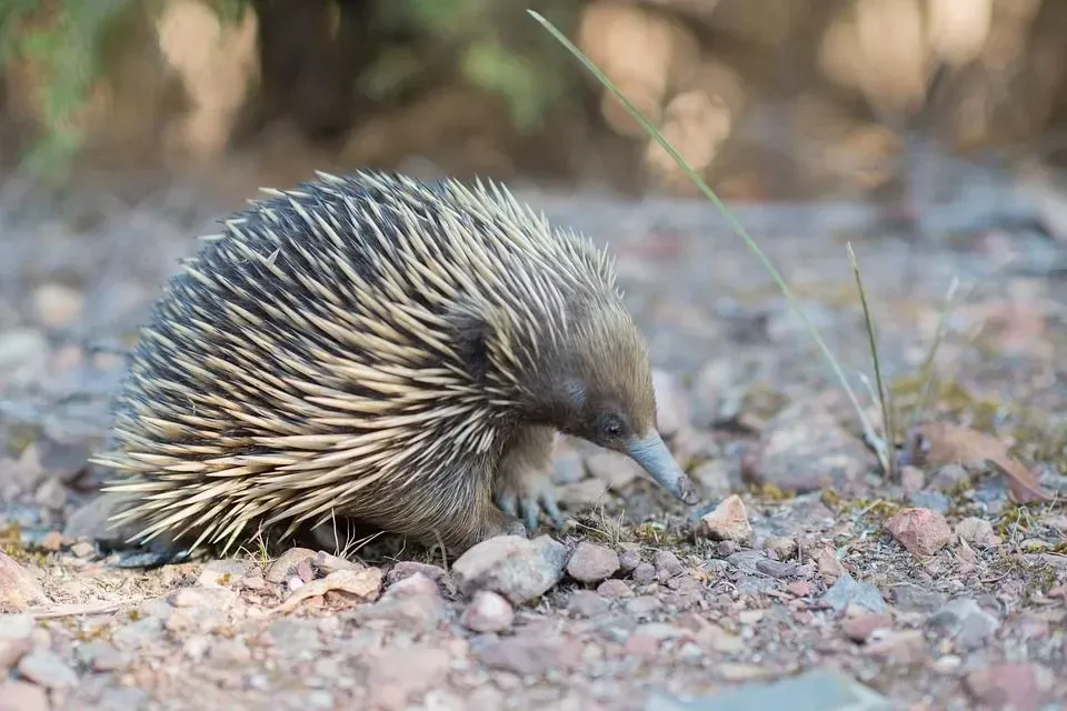 Echidna is a fascinating creature to read about.