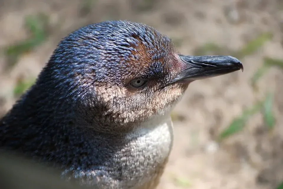 Little penguins have their breeding season in the spring and summer.