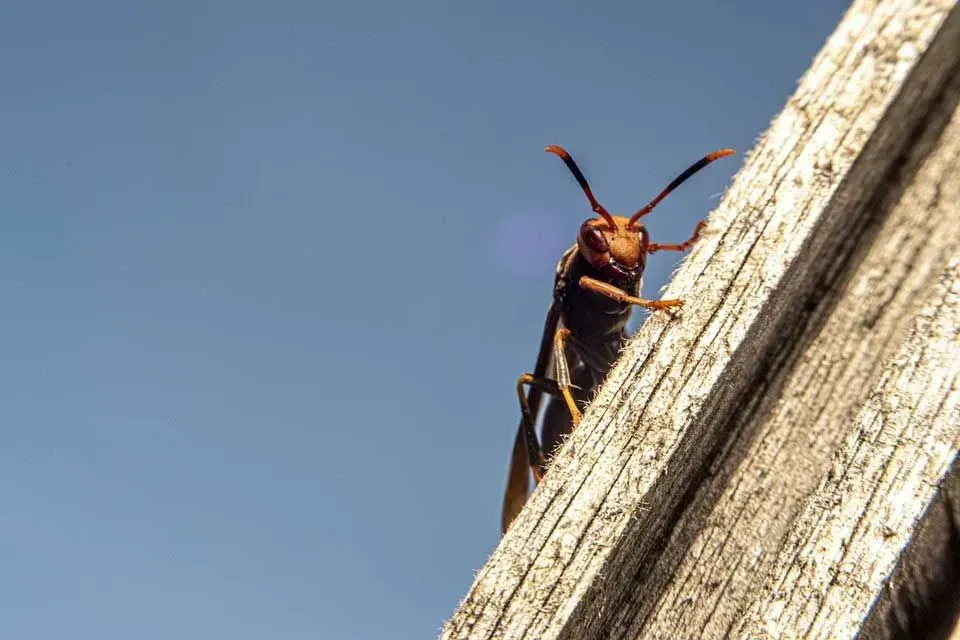 A common wasp has yellow and black stripes.