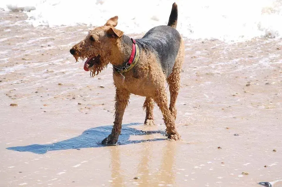 An Airedale Terrier is a medium sized dog and makes for a good family pet.