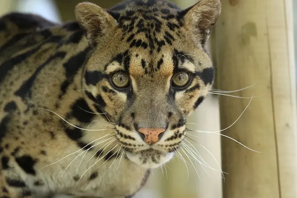 Clouded leopards are also recognized as the clouded snow leopard.