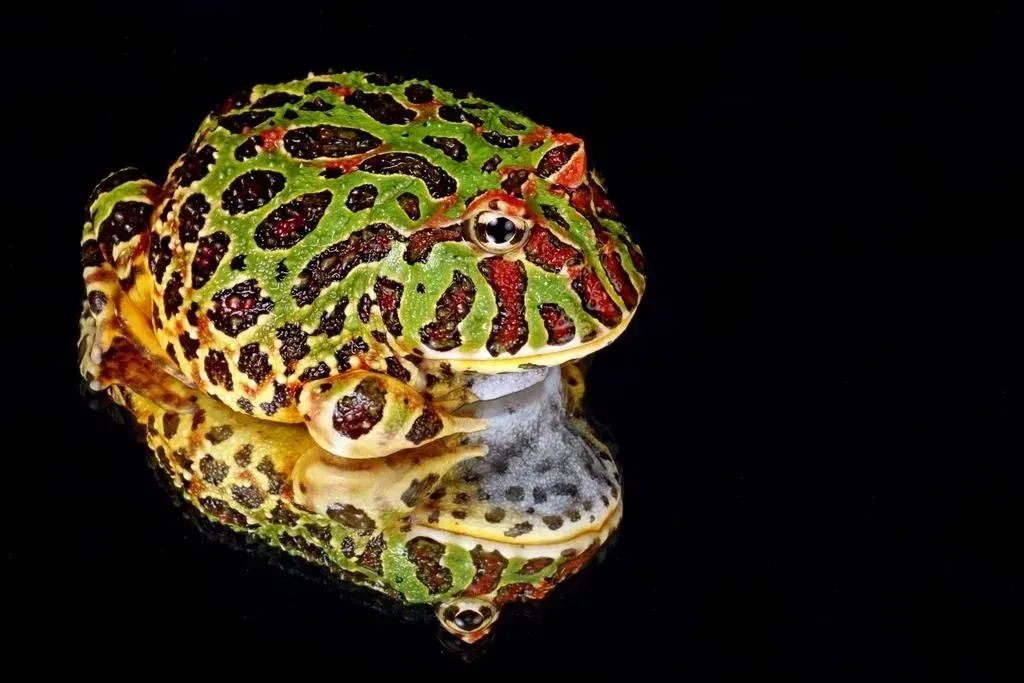Ornate Horned frog facts for kids.