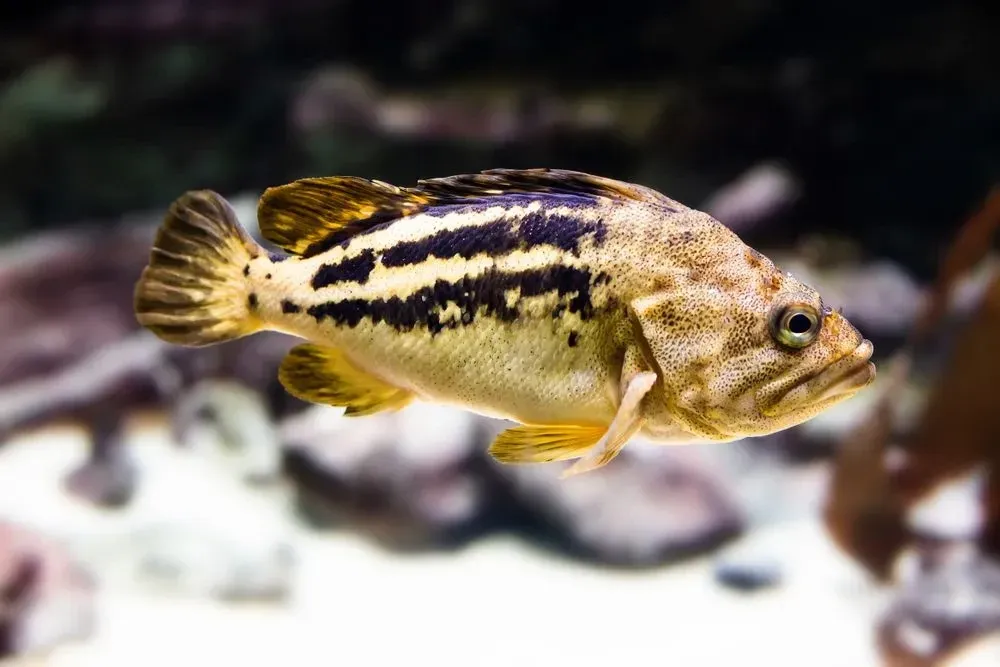 A rockfish is available in various colors ranging from yellow to orange.
